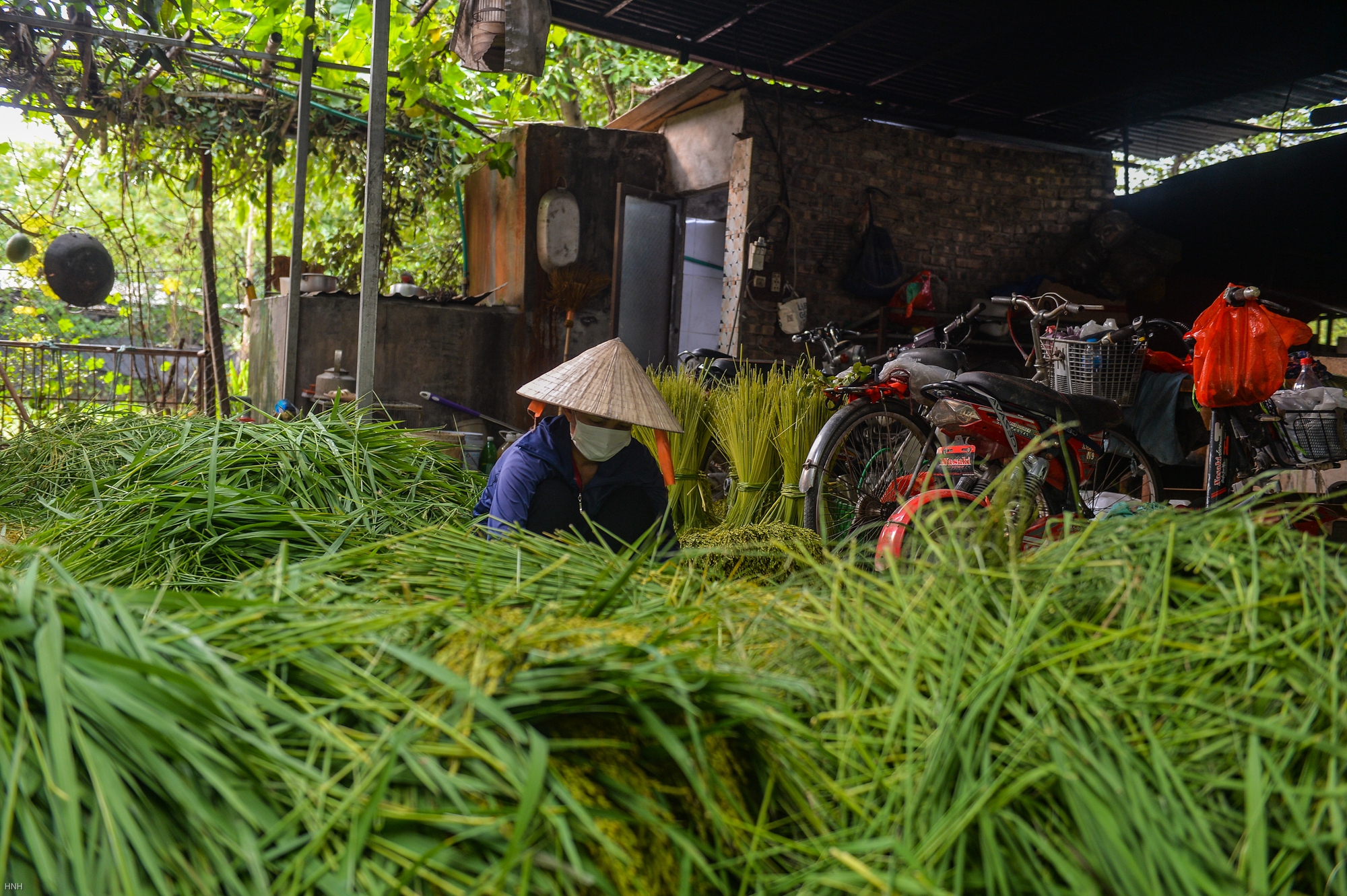 Hà Nội: Làng cốm Mễ Trì tất bật vào vụ lớn nhất trong năm - Ảnh 2. Hà Nội: Làng cốm Mễ Trì tất bật vào vụ lớn nhất trong năm - Ảnh 2.