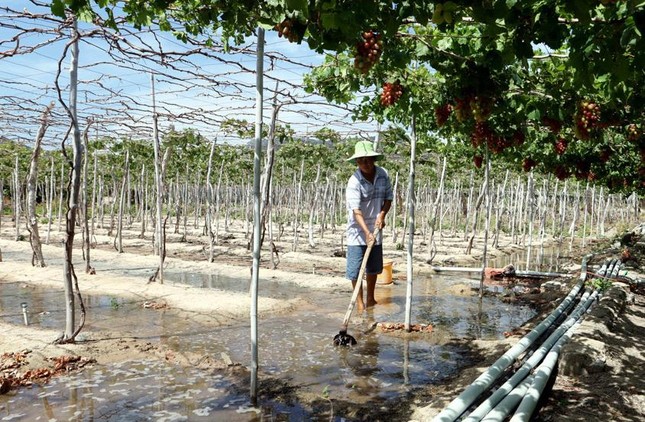 Độc đáo những vườn nho ba màu ở Ninh Thuận - Ảnh 4.