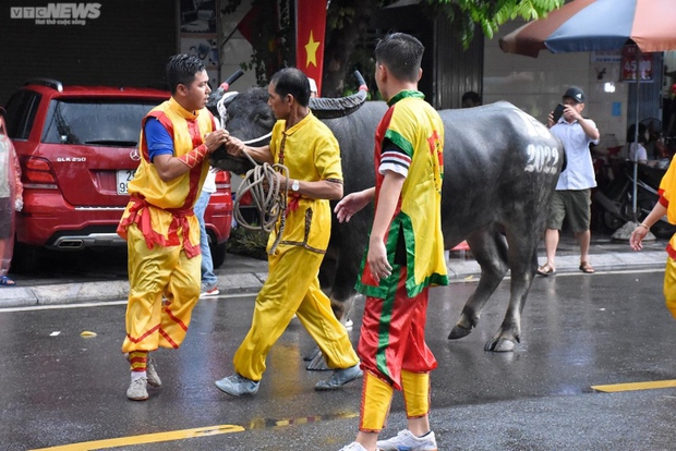  Vạn người đội mưa, chen chân về xem Lễ hội chọi trâu Đồ Sơn, Hải Phòng - Ảnh 1.