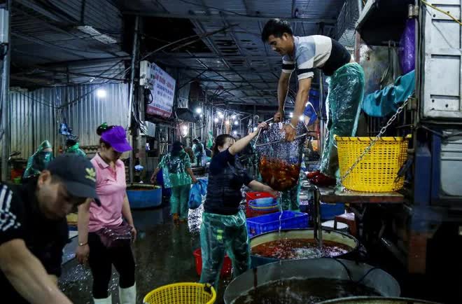 Chợ cá lớn nhất Hà Nội nhộn nhịp trước ngày đưa ông Công ông Táo về trời - Ảnh 2. Chợ cá lớn nhất Hà Nội nhộn nhịp trước ngày đưa ông Công ông Táo về trời - Ảnh 2.