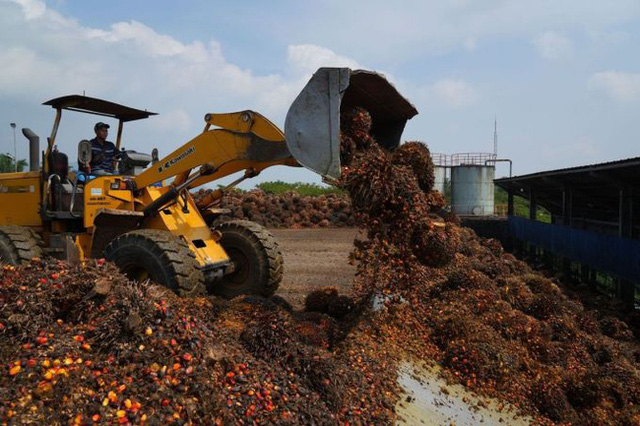 Indonesia, Malaysia có thể ngừng xuất khẩu dầu cọ sang châu Âu - Ảnh 1.