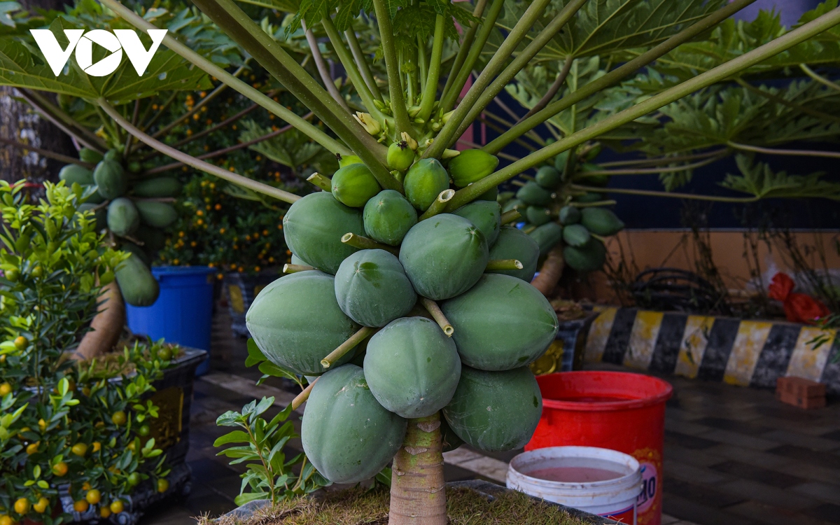 Đu đủ bonsai trĩu quả hút khách dịp Tết - Ảnh 9.