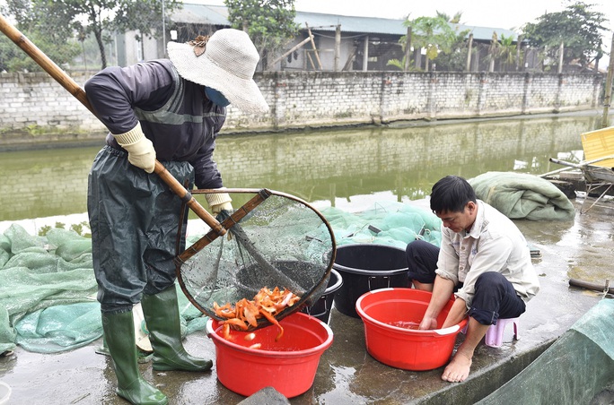 Vựa cá chép đỏ ở xứ Thanh tất bật chuẩn bị phương tiện cho ông Công, ông Táo về trời - Ảnh 7.