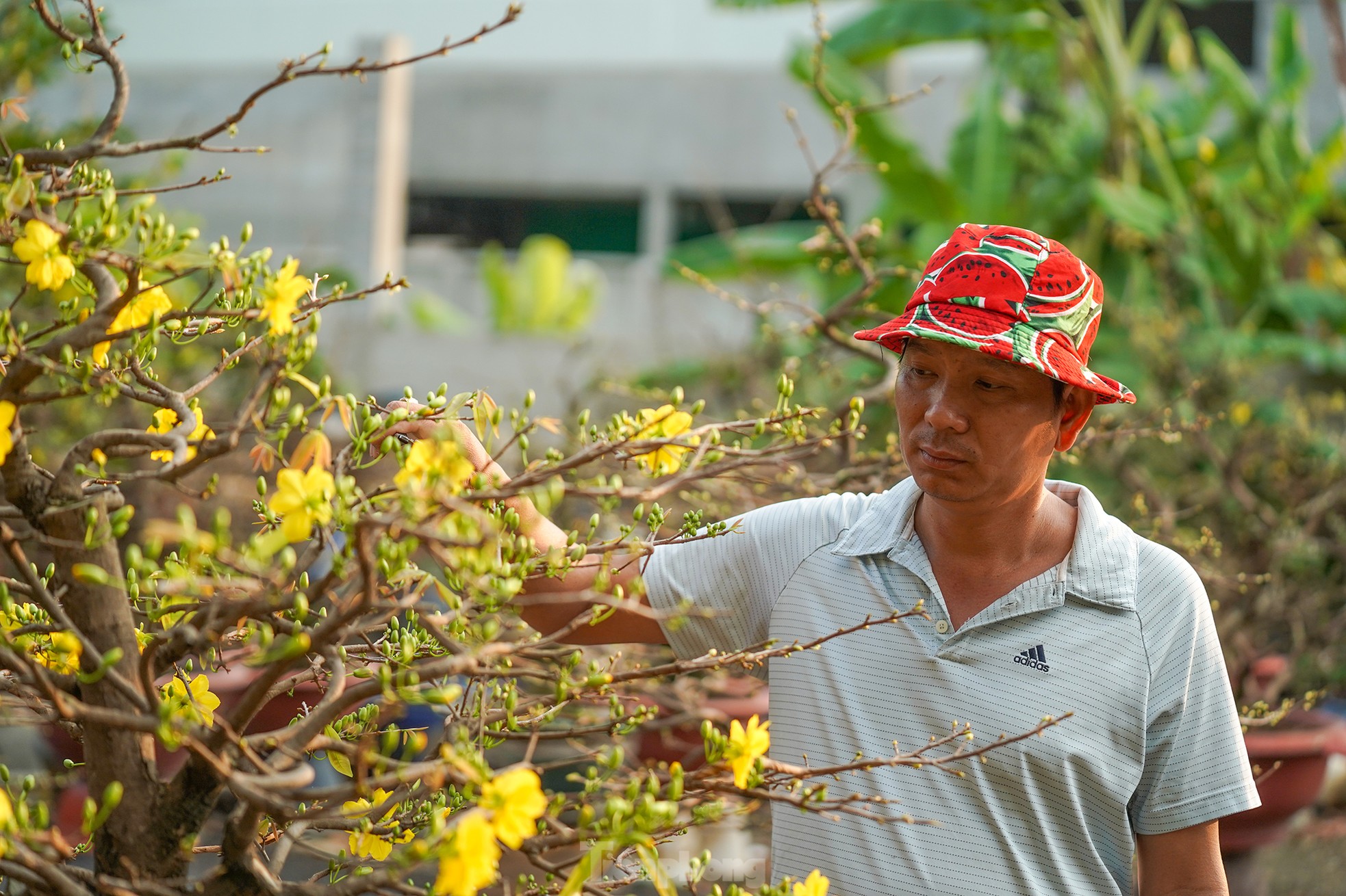 Vườn mai tiền tỷ ở TPHCM hối hả vụ Tết - Ảnh 3.