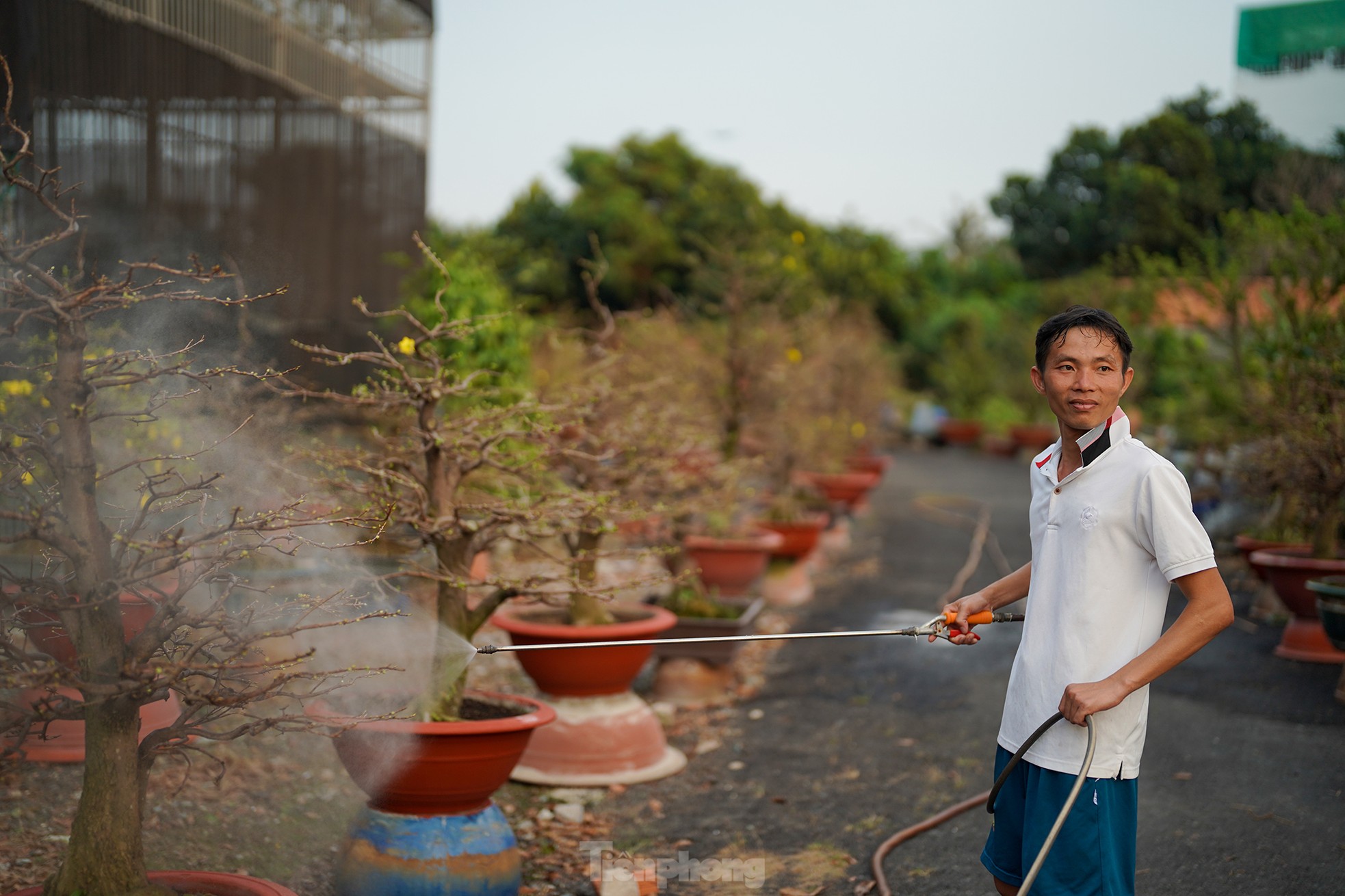 Vườn mai tiền tỷ ở TPHCM hối hả vụ Tết - Ảnh 11.