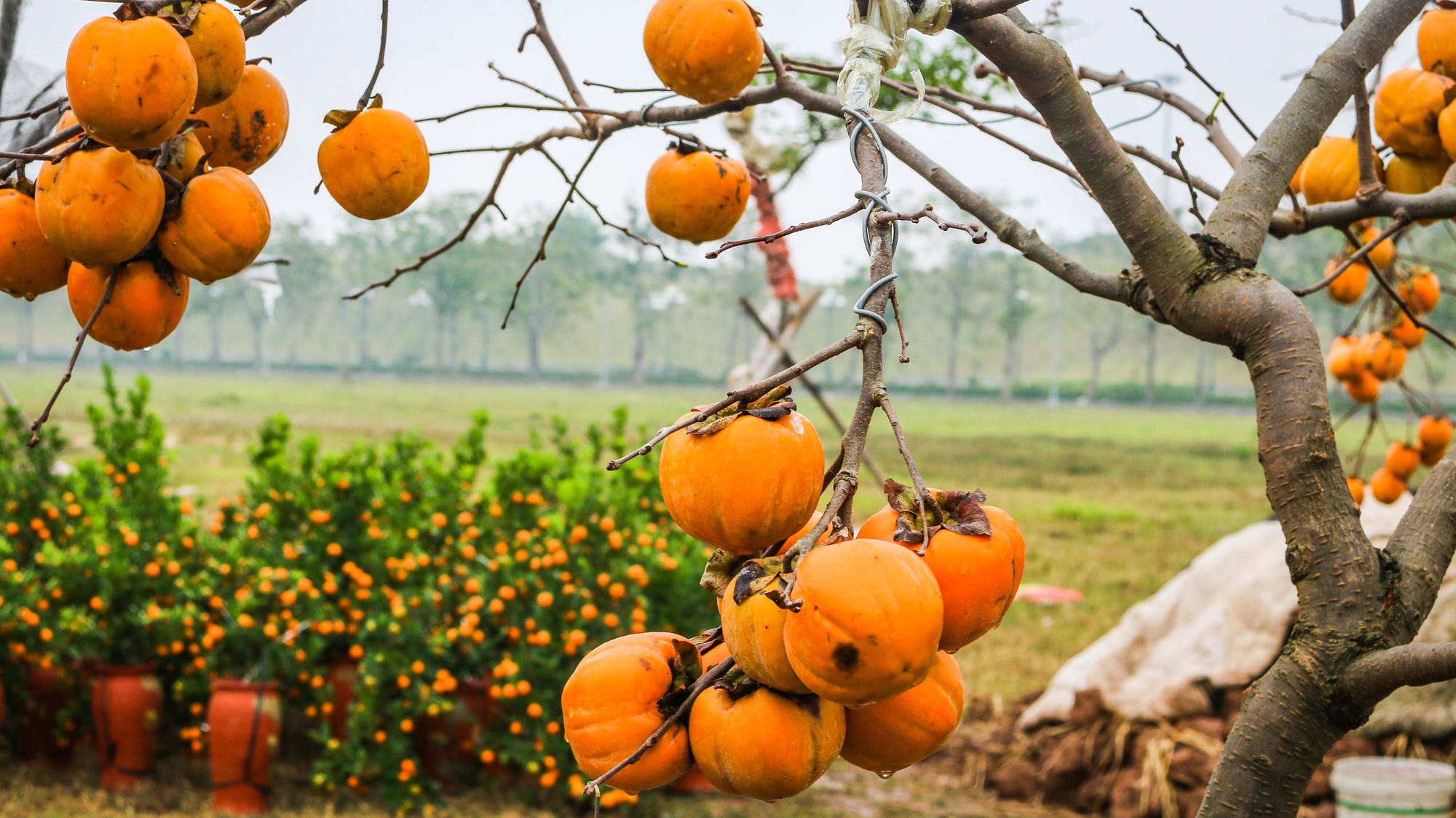 Xu hướng chưng cây nguyên quả vào ngày Tết của nhiều gia đình giúp loài cây này tăng giá cả chục triệu đồng một chậu - Ảnh 8.