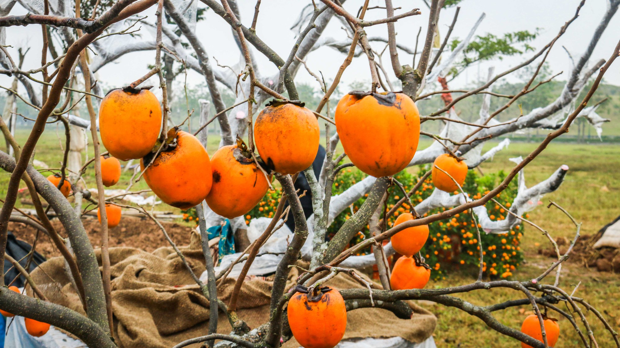 Xu hướng chưng cây nguyên quả vào ngày Tết của nhiều gia đình giúp loài cây này tăng giá cả chục triệu đồng một chậu - Ảnh 7.