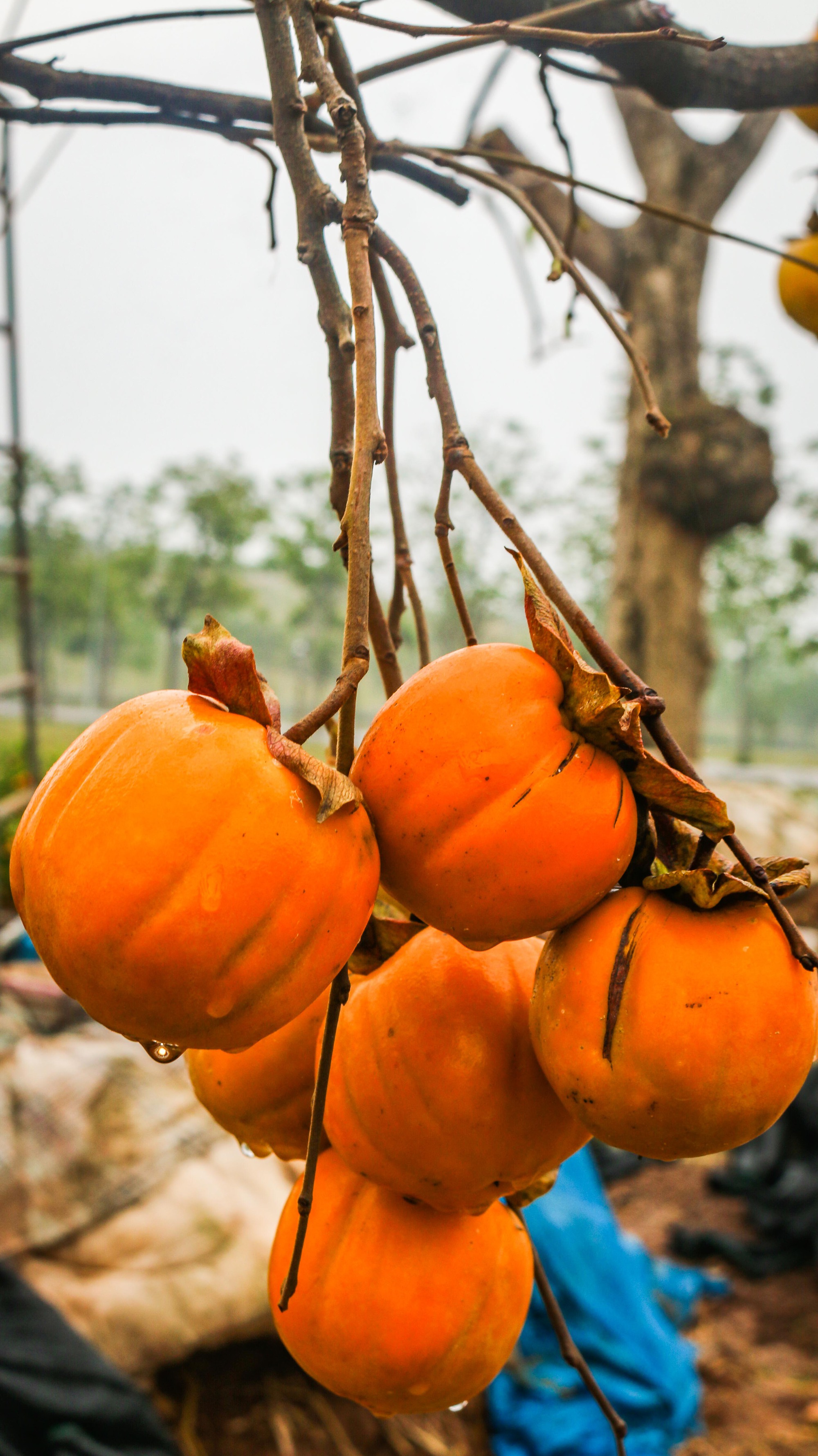 Xu hướng chưng cây nguyên quả vào ngày Tết của nhiều gia đình giúp loài cây này tăng giá cả chục triệu đồng một chậu - Ảnh 6.