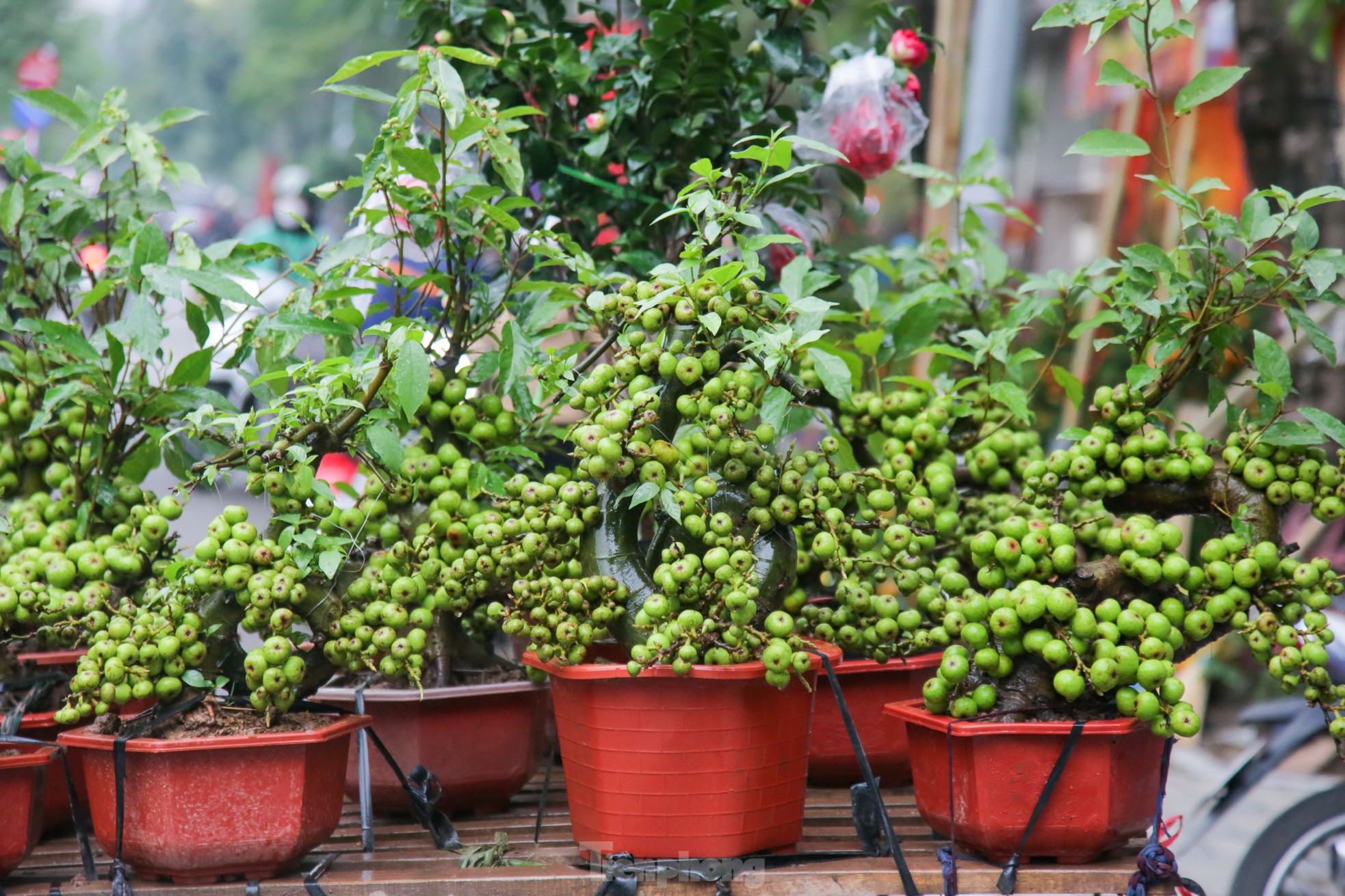 Hà Nội: Độc đáo vạn tuế mini, đu đủ bonsai chơi Tết đắt đỏ - Ảnh 5.