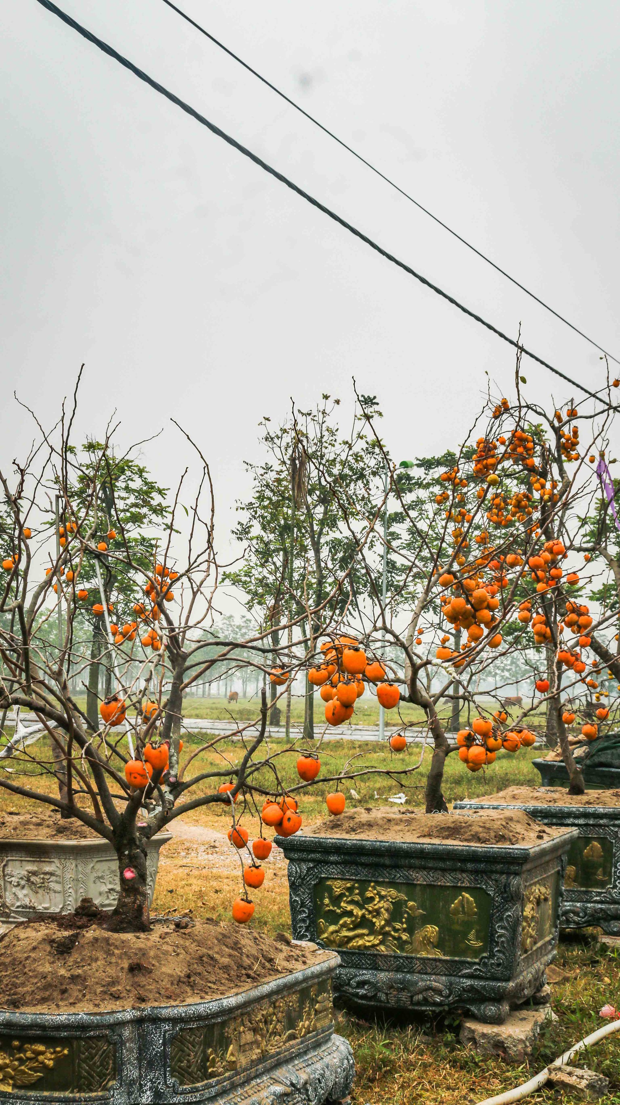 Xu hướng chưng cây nguyên quả vào ngày Tết của nhiều gia đình giúp loài cây này tăng giá cả chục triệu đồng một chậu - Ảnh 3.