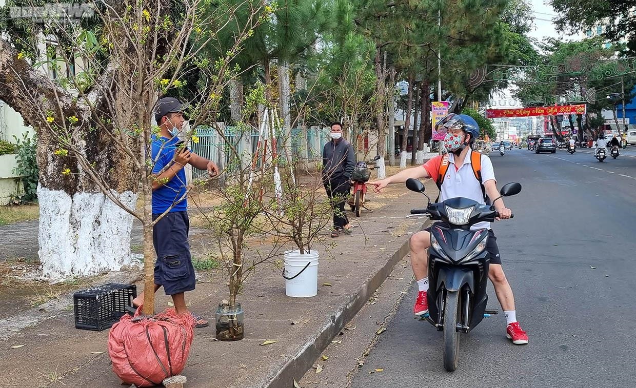 Mai rừng ùn ùn xuống phố, hút khách hỏi mua chơi Tết - Ảnh 3.