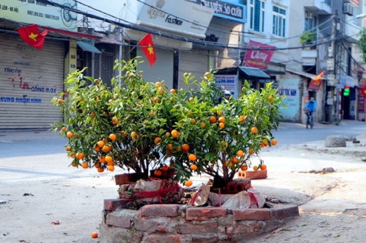 Đào, quất, mai, lan chưa hút khách, tiểu thương như ngồi trên lửa - Ảnh 4.