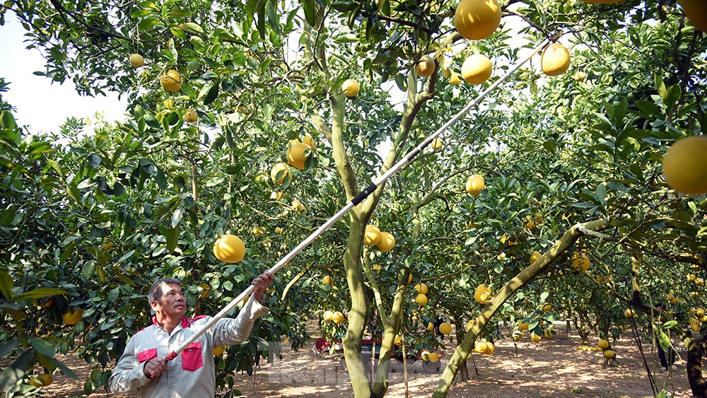 Mãn nhãn với cảnh nông dân thu hoạch vườn bưởi Diễn những ngày gần Tết Nguyên đán Quý Mão - Ảnh 5. Mãn nhãn với cảnh nông dân thu hoạch vườn bưởi Diễn những ngày gần Tết Nguyên đán Quý Mão - Ảnh 5.