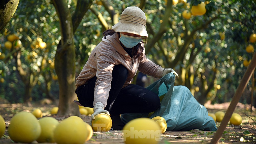 Mãn nhãn với cảnh nông dân thu hoạch vườn bưởi Diễn những ngày gần Tết Nguyên đán Quý Mão - Ảnh 8. Mãn nhãn với cảnh nông dân thu hoạch vườn bưởi Diễn những ngày gần Tết Nguyên đán Quý Mão - Ảnh 8.