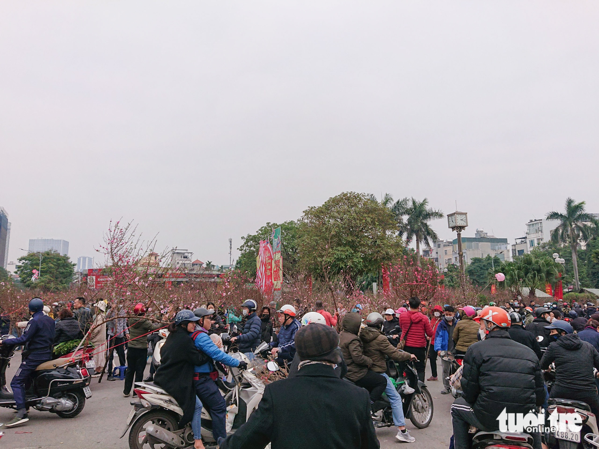 Hà Nội: lan hồ điệp ‘sale sập sàn’ vẫn vắng khách mua - Ảnh 4. Hà Nội: lan hồ điệp ‘sale sập sàn’ vẫn vắng khách mua - Ảnh 4.