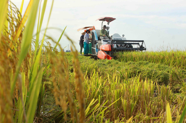 Nông dân trồng lúa miền Tây trúng mùa, trúng giá - Ảnh 1.