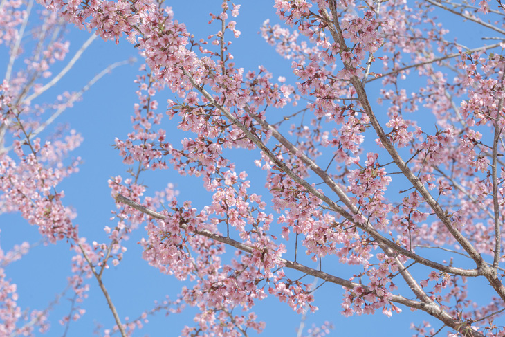 Không hẹn mà gặp, ba mùa hoa xuân Mộc Châu cùng nở đúng dịp Tết - Ảnh 1.