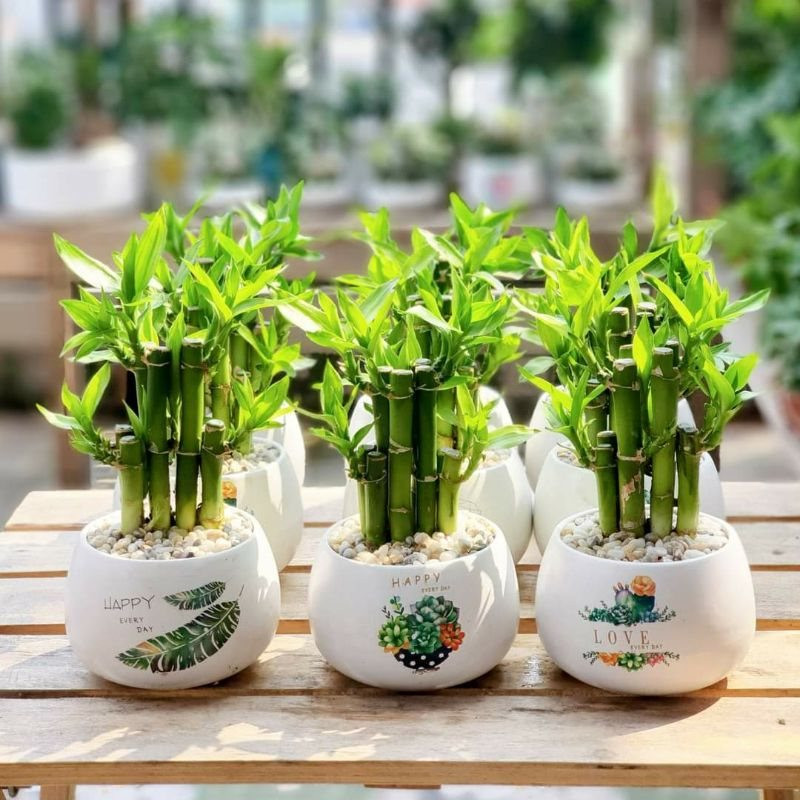 Những loại cây phong thủy mang lại tài lộc cho năm Quý Mão với giá chỉ từ vài chục nghìn/cây - Ảnh 6. Những loại cây phong thủy mang lại tài lộc cho năm Quý Mão với giá chỉ từ vài chục nghìn/cây - Ảnh 6.