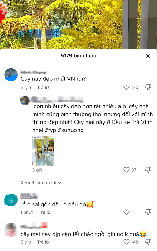  Dân mạng loá mắt với cây mai khổng lồ to bằng sân nhà, gia chủ tìm người nhặt lá mai cũng khó - Ảnh 5.