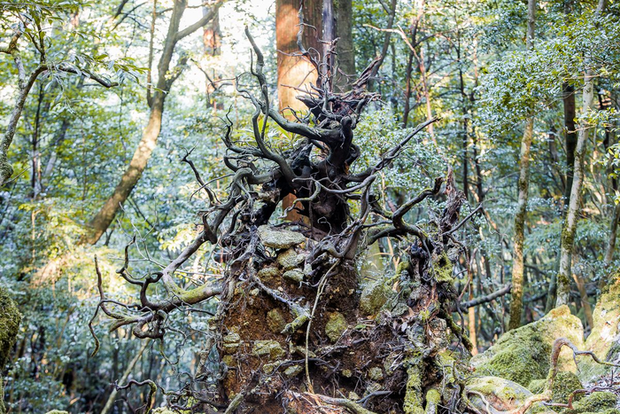  Hòn đảo mưa quanh năm suốt tháng, cây cổ thụ nghìn năm tuổi mọc san sát như thế giới thần tiên - Ảnh 4.