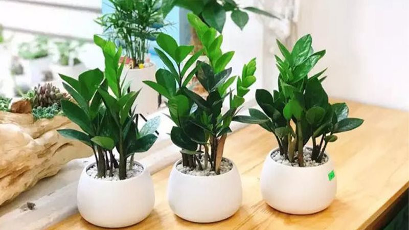 Những loại cây phong thủy mang lại tài lộc cho năm Quý Mão với giá chỉ từ vài chục nghìn/cây - Ảnh 2. Những loại cây phong thủy mang lại tài lộc cho năm Quý Mão với giá chỉ từ vài chục nghìn/cây - Ảnh 2.