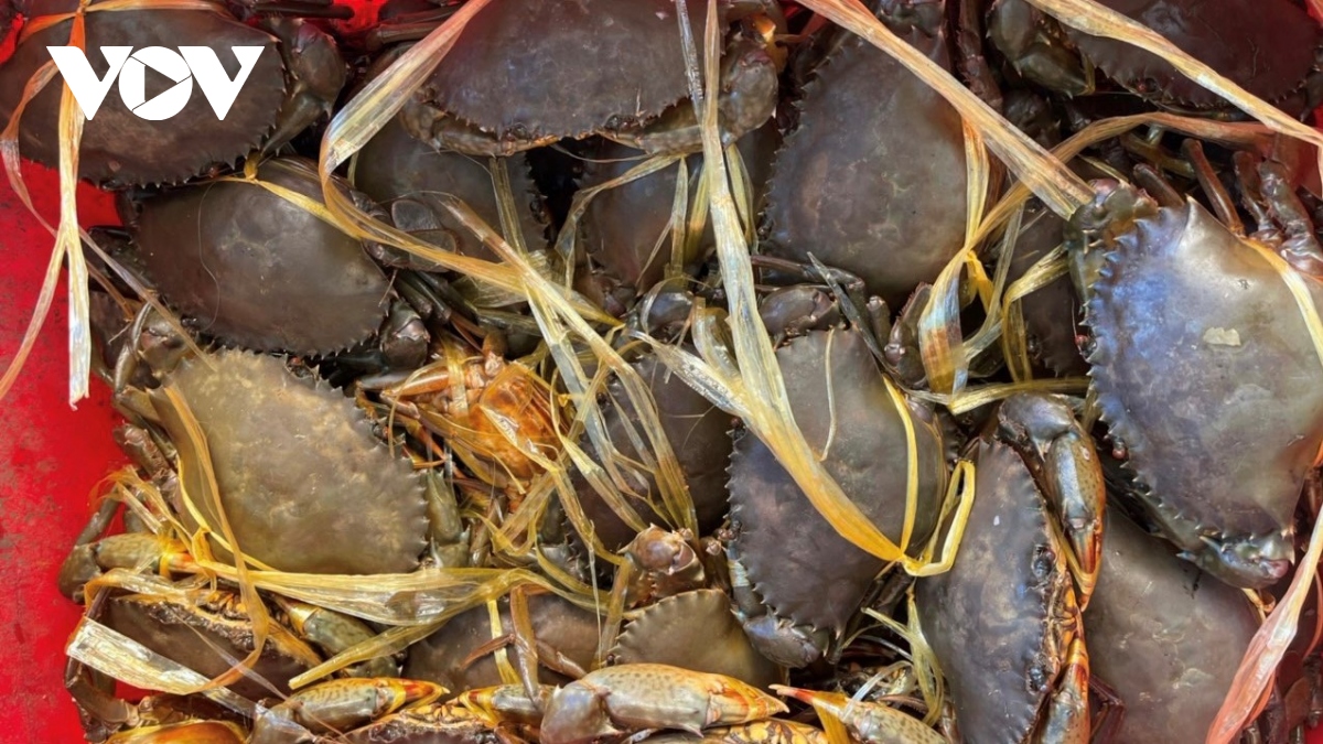 Du khách ghé thăm biển Vũng Tàu đông, giá hải sản tăng đột biến - Ảnh 1. Du khách ghé thăm biển Vũng Tàu đông, giá hải sản tăng đột biến - Ảnh 1.