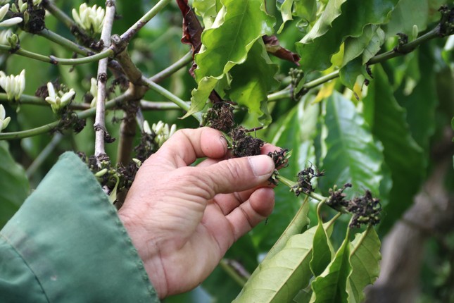Cà phê nở ‘hoa chanh’, nông dân trồng cây tỷ đô lo ngay ngáy - Ảnh 6.