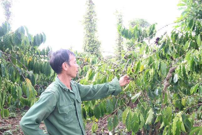 Cà phê nở ‘hoa chanh’, nông dân trồng cây tỷ đô lo ngay ngáy - Ảnh 5.