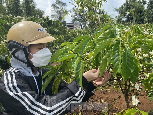 Cà phê nở ‘hoa chanh’, nông dân trồng cây tỷ đô lo ngay ngáy - Ảnh 4.