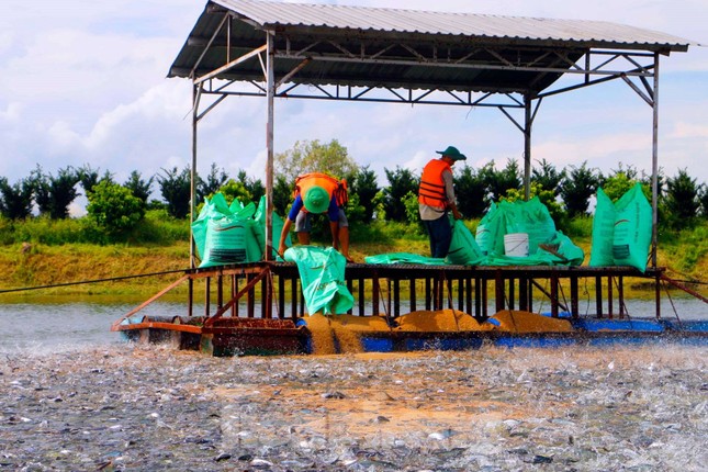 Kỳ tích cá tra Việt Nam: Chinh phục thành công thị trường Mỹ, Trung Quốc, Nhật Bản - Ảnh 2. Kỳ tích cá tra Việt Nam: Chinh phục thành công thị trường Mỹ, Trung Quốc, Nhật Bản - Ảnh 2.