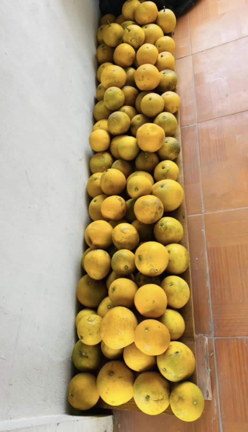 Cảnh tượng ở nhiều gia đình miền Bắc ngày Tết: Bưởi chất khắp nơi khiến ai cũng choáng ngợp và lý do thú vị phía sau - Ảnh 4.