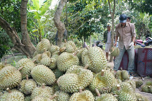 Giá sầu riêng tăng cao kỷ lục - Ảnh 2.