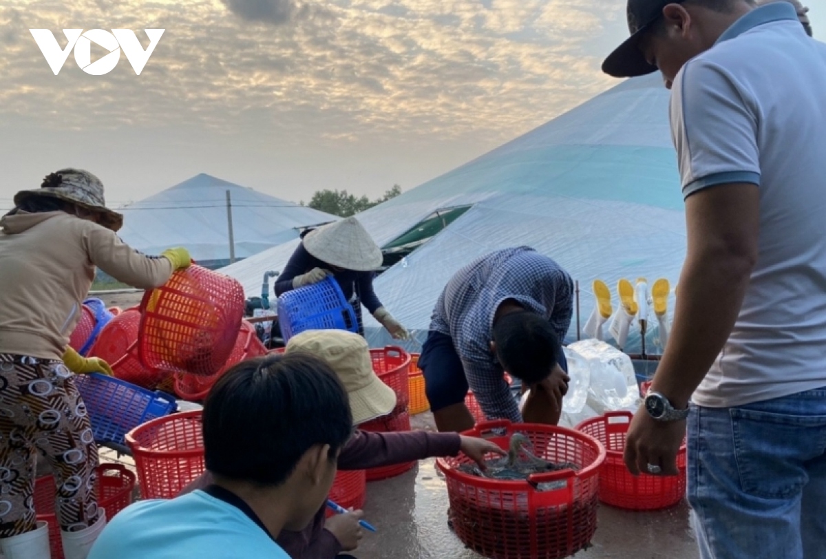 Sau Tết giá tôm thẻ tăng vọt, người nuôi lãi lớn - Ảnh 2.