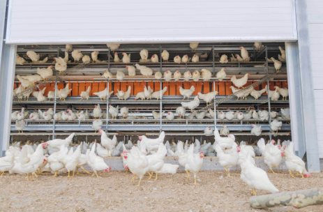 Việt Nam có gà ăn chuối nhưng đây mới là thực đơn nuôi gà “độc lạ” nhất thế giới: tiết kiệm hàng trăm triệu USD, tránh được khủng hoảng thức ăn chăn nuôi - Ảnh 3.