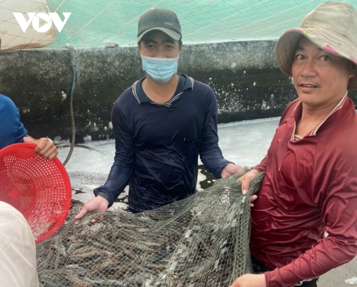 Sau Tết giá tôm thẻ tăng vọt, người nuôi lãi lớn - Ảnh 1.