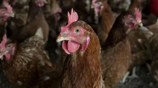 Việt Nam có gà ăn chuối nhưng đây mới là thực đơn nuôi gà “độc lạ” nhất thế giới: tiết kiệm hàng trăm triệu USD, tránh được khủng hoảng thức ăn chăn nuôi - Ảnh 1.