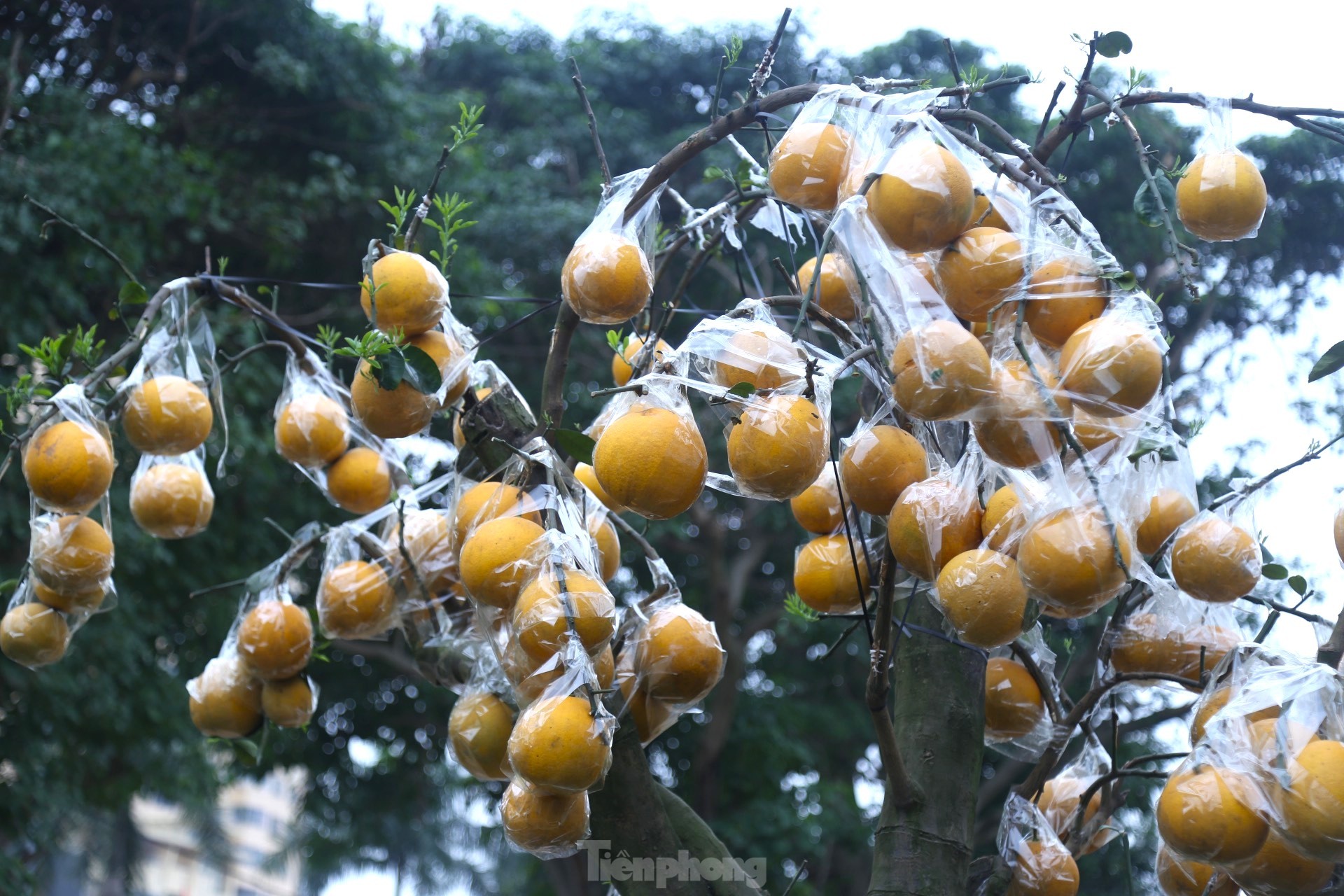 Bưởi Diễn thế trực huyền ‘độc nhất’ giá 150 triệu đồng xuống phố chơi Tết - Ảnh 11.