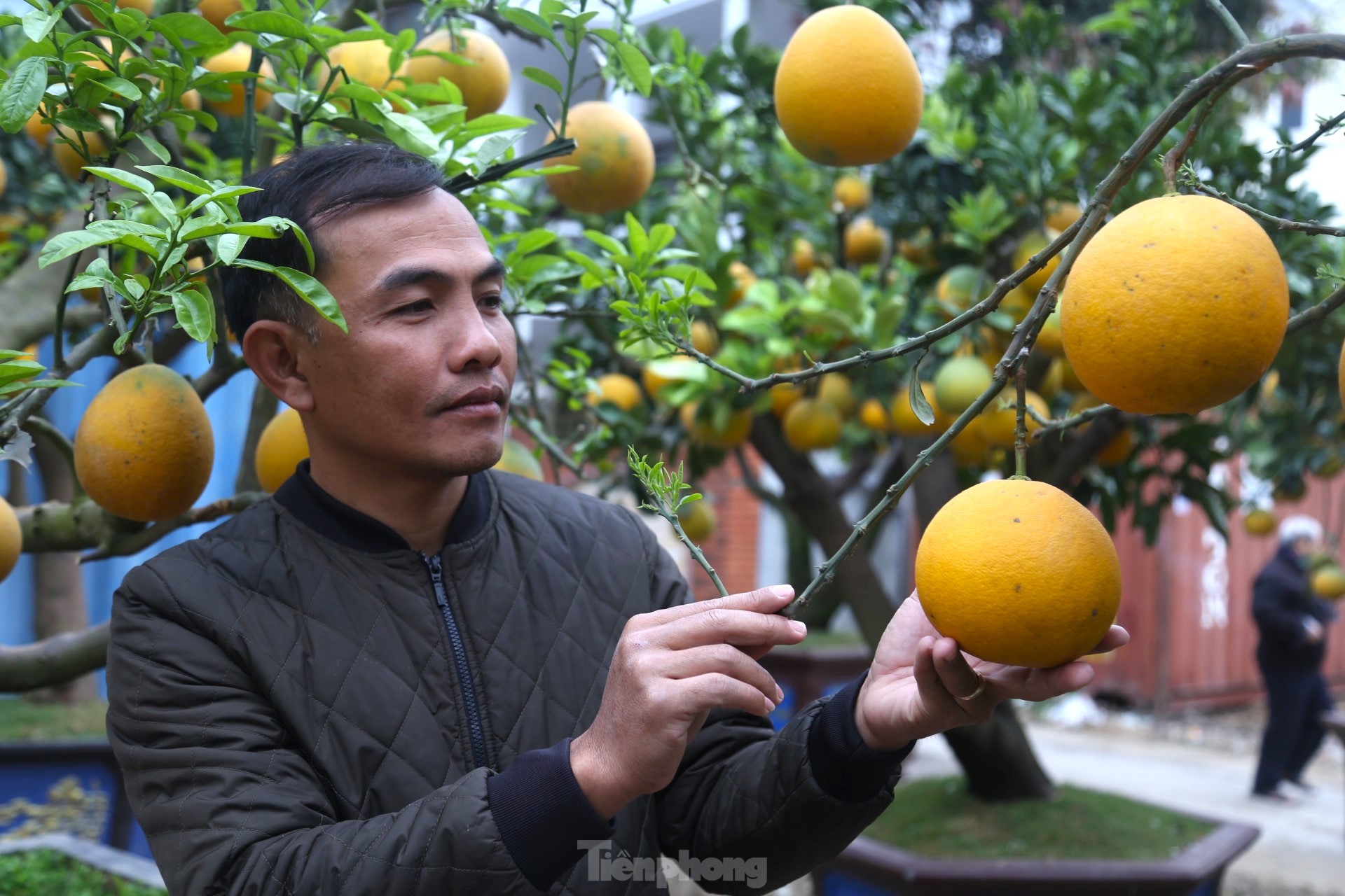 Bưởi Diễn thế trực huyền ‘độc nhất’ giá 150 triệu đồng xuống phố chơi Tết - Ảnh 10.