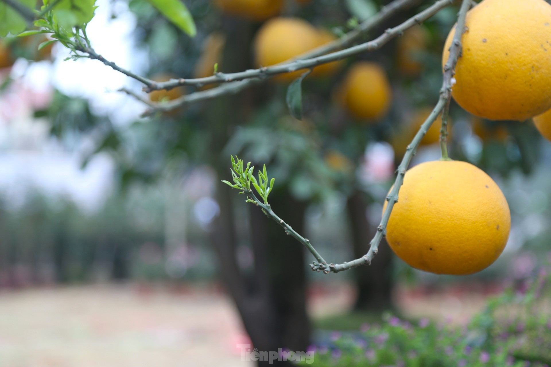 Bưởi Diễn thế trực huyền ‘độc nhất’ giá 150 triệu đồng xuống phố chơi Tết - Ảnh 6.