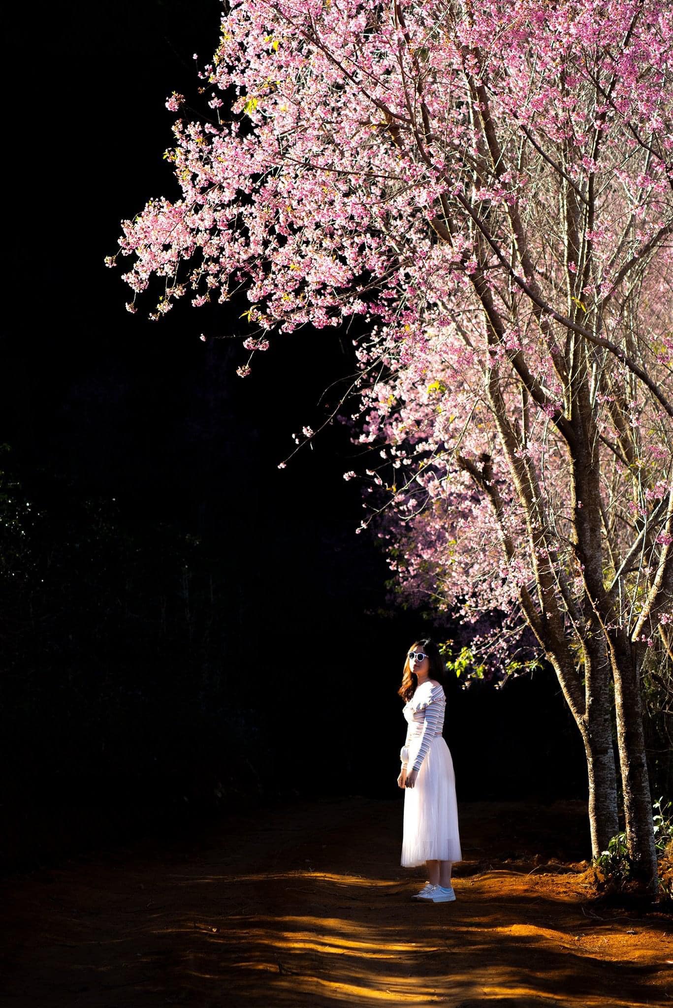 Những địa điểm đẹp ở Việt Nam khiến dân tình hối hả lên đồ chụp hình đón xuân - Ảnh 16.