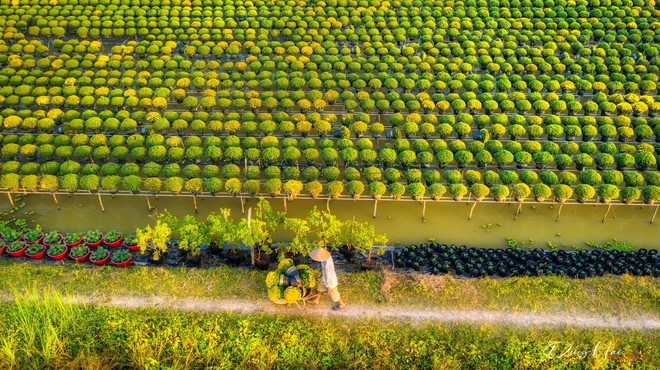 Làng hoa Sa Đéc rực rỡ đón Tết, nhiều người rục rịch lên kế hoạch đến “sống ảo” và ngắm muôn loài hoa - Ảnh 18.