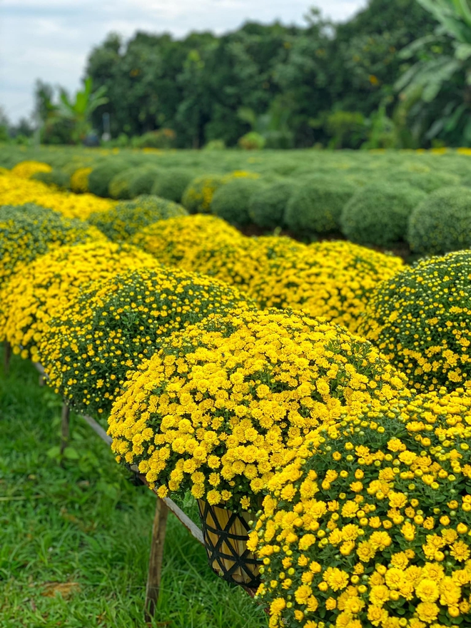 Làng hoa Sa Đéc rực rỡ đón Tết, nhiều người rục rịch lên kế hoạch đến “sống ảo” và ngắm muôn loài hoa - Ảnh 8.