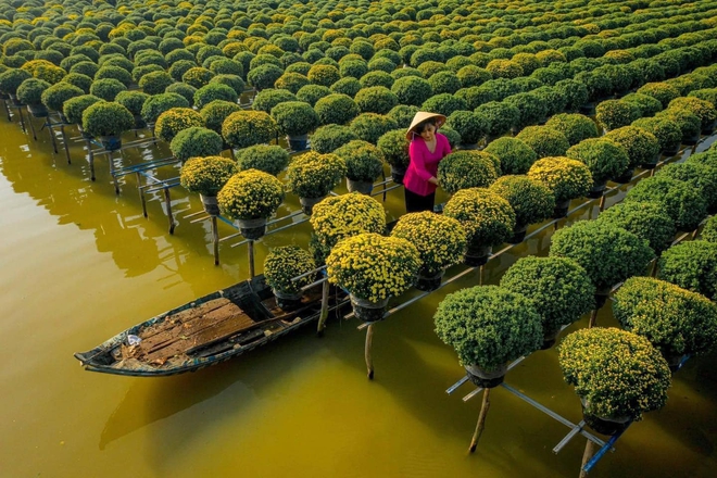 Làng hoa Sa Đéc rực rỡ đón Tết, nhiều người rục rịch lên kế hoạch đến “sống ảo” và ngắm muôn loài hoa - Ảnh 2.