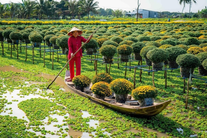 Làng hoa Sa Đéc rực rỡ đón Tết, nhiều người rục rịch lên kế hoạch đến “sống ảo” và ngắm muôn loài hoa - Ảnh 1.