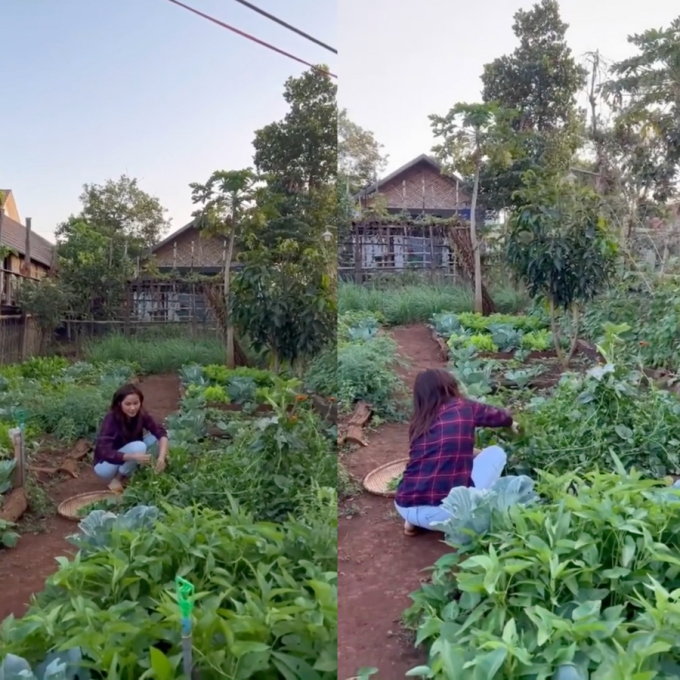 Vườn rau xanh mướt ở quê nhà của H'Hen Niê: Bắp cải, cà chua, đậu đũa... chen chúc, cứ bước ra là có đồ ăn - Ảnh 2.