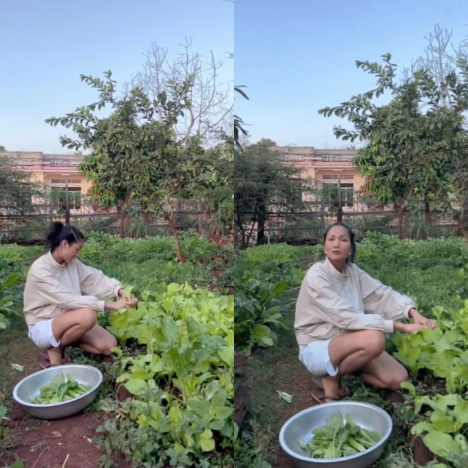 Vườn rau xanh mướt ở quê nhà của H'Hen Niê: Bắp cải, cà chua, đậu đũa... chen chúc, cứ bước ra là có đồ ăn - Ảnh 3.