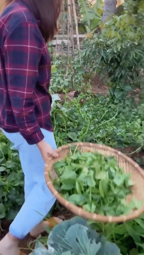 Vườn rau xanh mướt ở quê nhà của H'Hen Niê: Bắp cải, cà chua, đậu đũa... chen chúc, cứ bước ra là có đồ ăn - Ảnh 6.