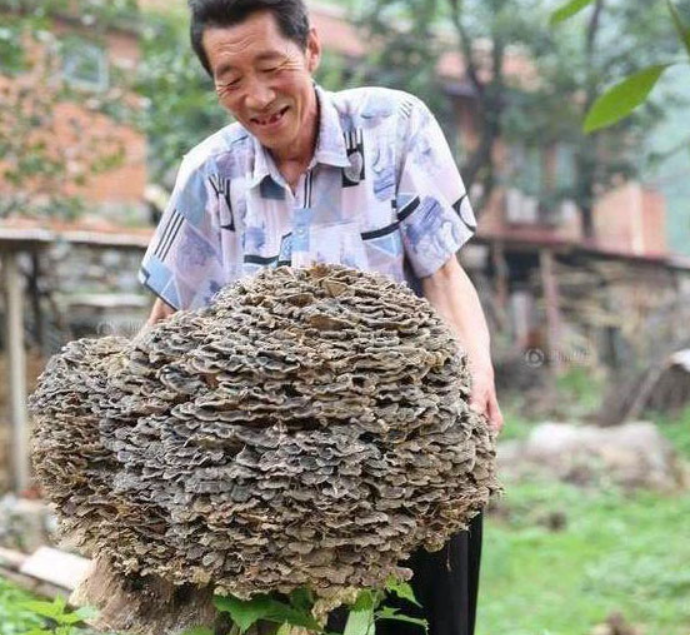 Lão nông tìm được 'cây nấm dại', đại gia vừa thấy đã đòi trả tiền tỷ mua lại - Ảnh 1.