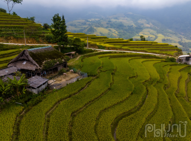 Ngắm mùa vàng ở Xà Phìn (Vị Xuyên, Hà Giang) - Ảnh 8.