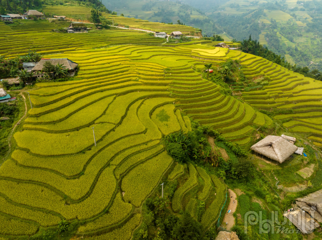 Ngắm mùa vàng ở Xà Phìn (Vị Xuyên, Hà Giang) - Ảnh 2.